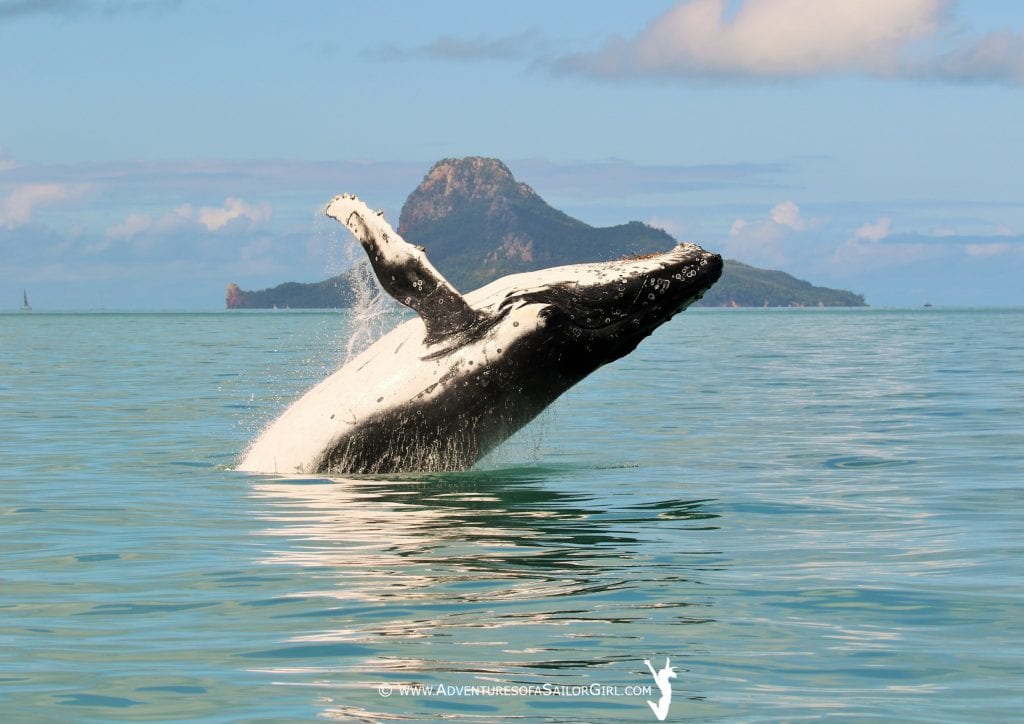 A whale jumping out of the water during postponement on day three at Hamilton Island. Photo: Nic Douglass, Adventures of a Sailor Girl